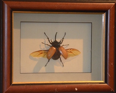 У Быхаўскім музеі праходзіць выстава экзатычных матылькоў і жукоў