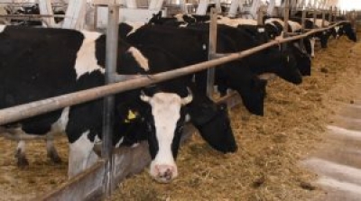 В Беларуси в новой пятилетке планируют построить 64 молочно-товарные фермы