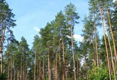 Запрет на посещение лесов снят на всей территории Беларуси