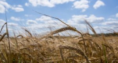 Дождливая погода в июле способствует развитию сельхозкультур — Белгидромет