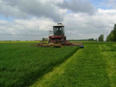 Хозяйства Беларуси провели второй укос трав более чем на 40% площадей