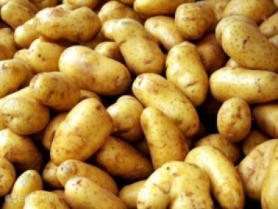 Беларусь планирует заработать на экспорте картофеля в этом году около $50 млн