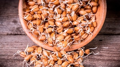 Опытную партию консервированной пророщенной пшеницы выпустили в Быховском районе