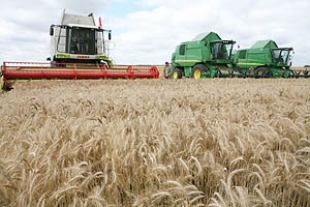 Второй миллион тонн зерна намолочен в Беларуси