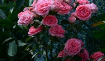 Ботанический сад приглашает полюбоваться цветущими розами и принять участие в интерактивной прогулке