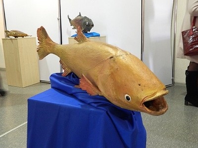 В Быховском музее открылась выставка экзотических морских обитателей