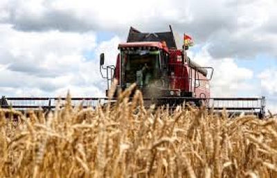 Белорусские аграрии намолотили более 7 млн т зерна