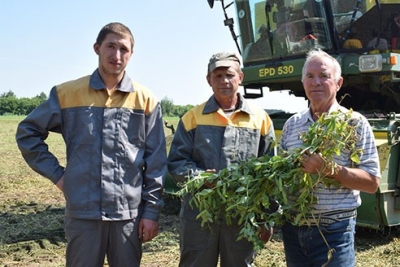 В Быховском районе урожайность зеленого горошка достигает свыше 80 ц/га