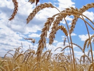 Семь миллионов тонн зерна намолотили в Беларуси