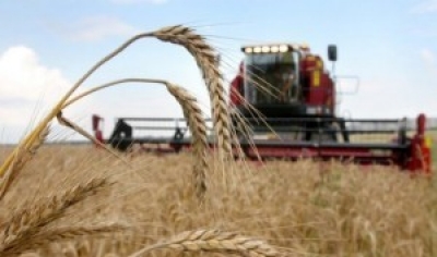 Зерновые в Беларуси убраны почти с 40% площадей