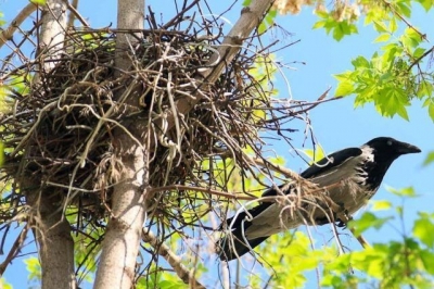 Запрещено разрушать гнезда птиц с 16 февраля по 14 августа!
