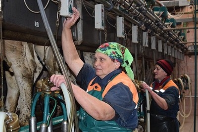 В СК «Дуброва» повышение производства животноводческой продукции — одна из приоритетных задач