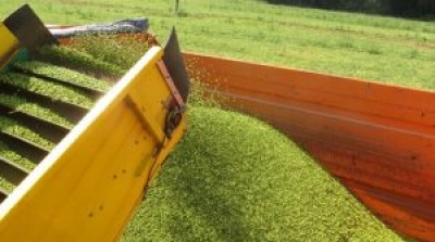 Сезон уборки зеленого горошка на полях Быховского консервно-овощесушильного завода в разгаре