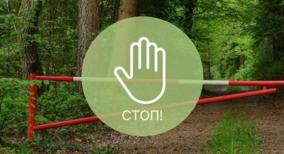 Ограничения на посещение лесов введены во всех районах Могилевской области