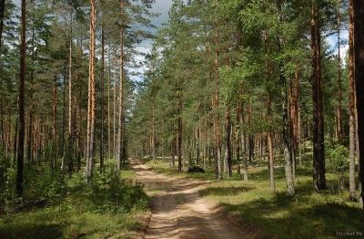 Леса Могилевской области открыты для посещения