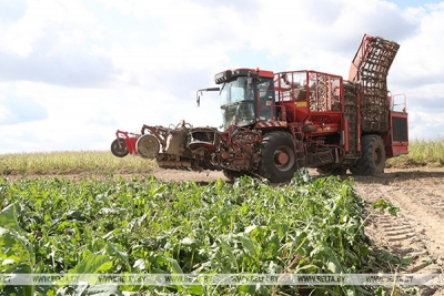 В Беларуси накопано более 125 тыс. тонн сахарной свеклы