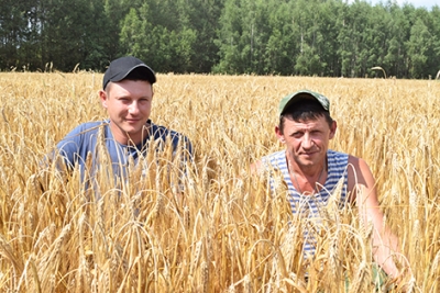 В СК «Дуброва» ОАО «Могилевлифтмаш» вырастили 25 гектаров озимого ячменя