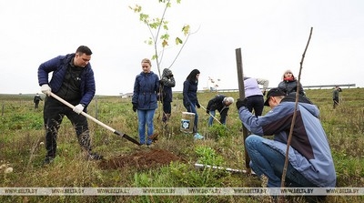 Около 800 тыс. деревьев и кустарников высадили в населенных пунктах Беларуси с начала года