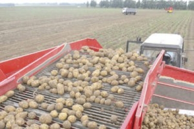 Сельхозорганизации Беларуси убрали картофель с половины площадей