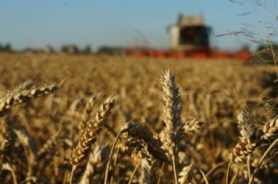 Зерновые убраны в Беларуси более чем с 50% площадей