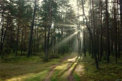 Во всех лесах Беларуси до 1 марта 2024 года установят системы видеонаблюдения
