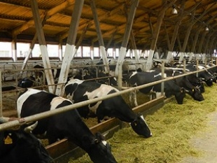 На МТК Селец ведется строгий учет и контроль над удоем коров