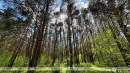 Ограничения на посещение лесов действуют в 59 районах Беларуси