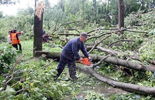 Почти 60 га леса придется вырубить в Беларуси при ликвидации последствий ураганных ветров