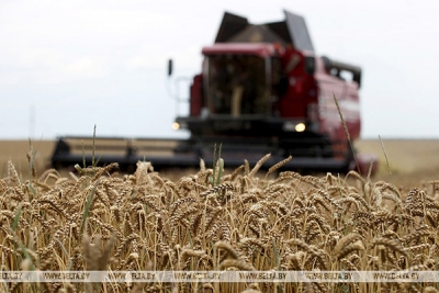 Зерновые и зернобобовые в Беларуси убраны с 16% площадей