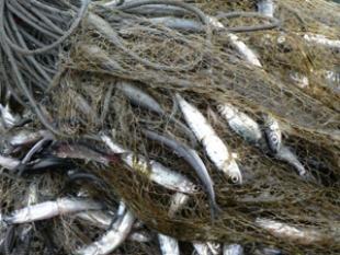 Быховскому браконьеру за незаконную рыбалку грозит до шести лет лишения свободы