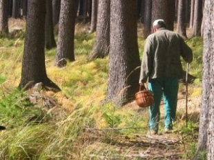 Пожилые люди стали чаще теряться в лесу