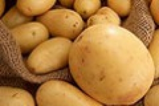 Более половины урожая картофеля аграрии Могилевской области планируют экспортировать