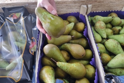 Могилевскими таможенниками выявлен факт незаконной транспортировки 11 тонн груш