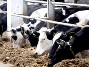Более ста новых молочно-товарных ферм будет введено в Беларуси в 2014 году