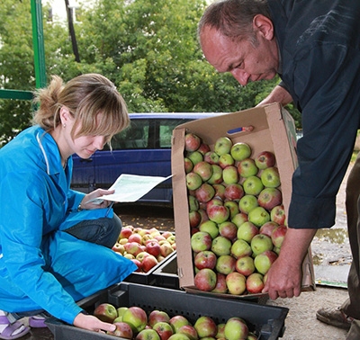 Кооператоры Могилевщины активно принимают картофель и яблоки от населения