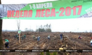 Более 20 млн деревьев посадили белорусы за время Недели леса-2017