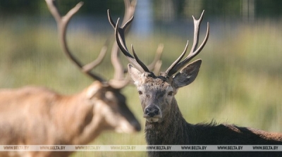 Сезон охоты на лося, лань и оленя откроется в Беларуси с 20 августа