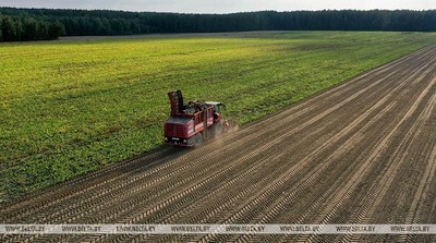 В Беларуси убрали овощи почти с 64% площадей