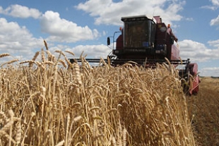 Второй миллион тонн зерна нового урожая собрали в Беларуси