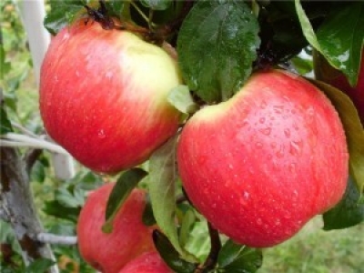 Лукашенко предложил закрепить яблоневые сады за университетами и школами