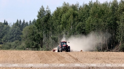 Озимый рапс на зерно в Беларуси посеян на 97% запланированных площадей