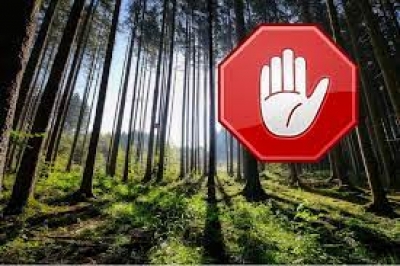 В Быховском районе введен запрет на посещение лесов