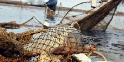 В Могилевской области за неделю выявлены 3 случая незаконной рыбной ловли