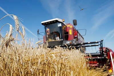 Белорусские аграрии намолотили более 4,6 млн т зерна