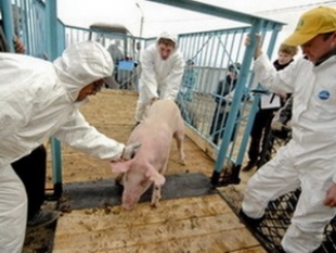 Населению компенсируют потери в связи с убоем свиней из-за АЧС