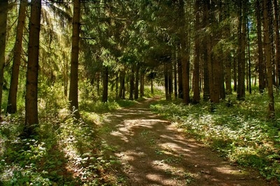 Запрет на посещение лесов введен в 82 районах Беларуси