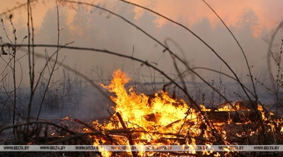 В Беларуси за сутки ликвидировали 4 лесных пожара