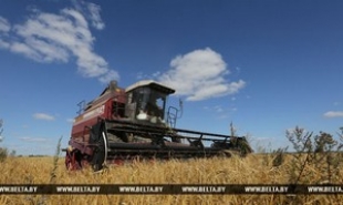 Белорусские аграрии намолотили более 3 млн т зерна
