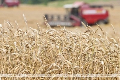Массовая уборка зерновых завершается в Беларуси