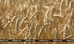 В Беларуси зерновые убраны более чем на 80% площадей